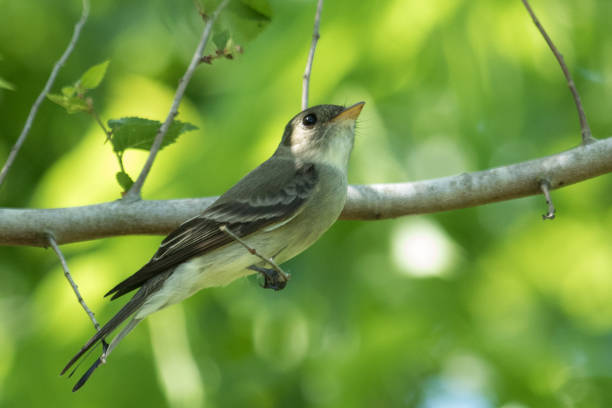 istock Eastern Wood Pewee - Contopus virens 1210255936