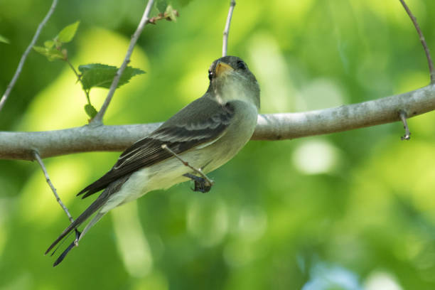 istock Eastern Wood Pewee - Contopus virens 1210255943