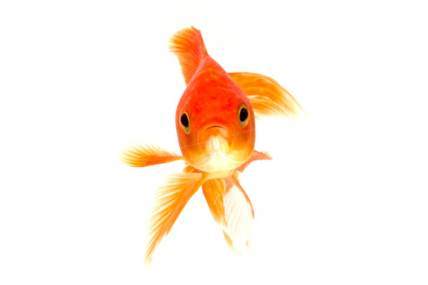 istock Gold fish animals fish isolated on a white background Studio photo shoot 1210256682