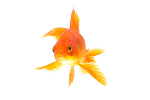 istock Gold fish animals fish isolated on a white background Studio photo shoot 1210256702