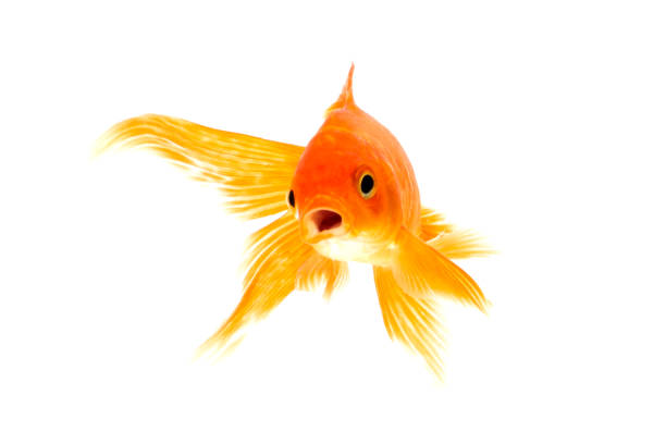istock Gold fish animals fish isolated on a white background Studio photo shoot 1210256704