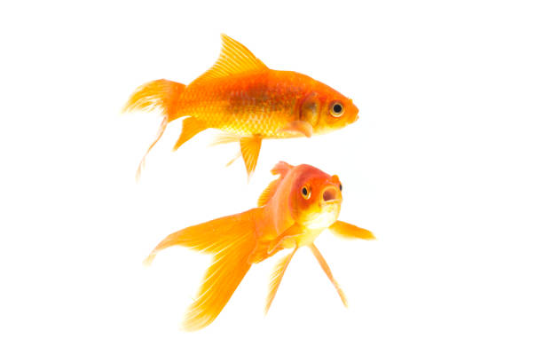 istock Gold fish animals fish isolated on a white background Studio photo shoot 1210256716