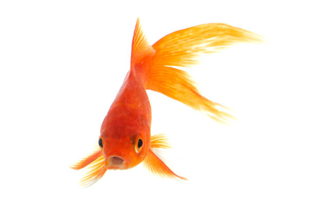 istock Gold fish animals fish isolated on a white background Studio photo shoot 1210256766