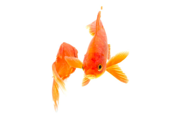 istock Gold fish animals fish isolated on a white background Studio photo shoot 1210256784