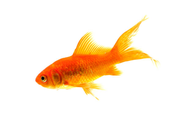istock Gold fish animals fish isolated on a white background Studio photo shoot 1210256809