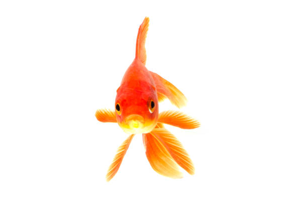 istock Gold fish animals fish isolated on a white background Studio photo shoot 1210256819