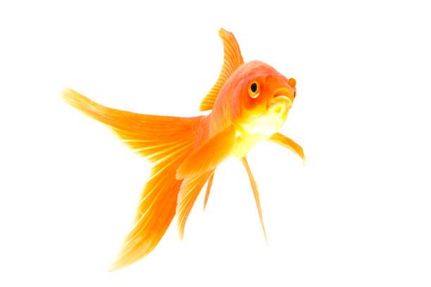 istock Gold fish animals fish isolated on a white background Studio photo shoot 1210256820