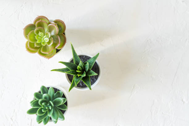 istock Top view of different small cacti in white pots on concrete background. interior decoration. Copy space 1210256866