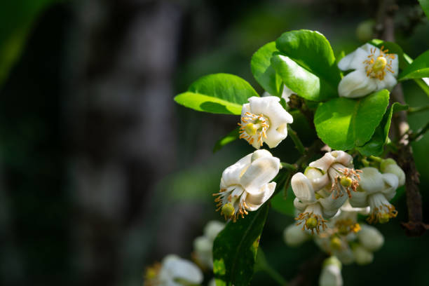 istock Small white flowers of pomelo fruit 1210258015