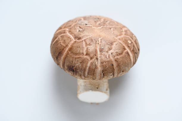 Shiitake mushrooms (Lentinus edodes) in white plate on the wooden background.