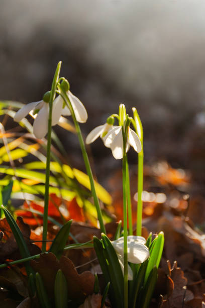istock Snowdrop or common snowdrop (Galanthus nivalis) flowers. White snowdrops in the forest in the sunlight 1210260965