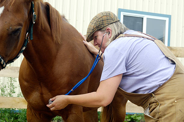 istock Female rural veterinarian 121026247