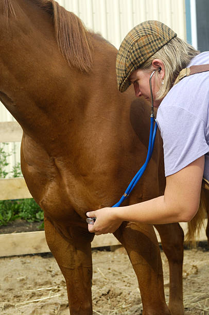 istock Rural vet with horse 121026323