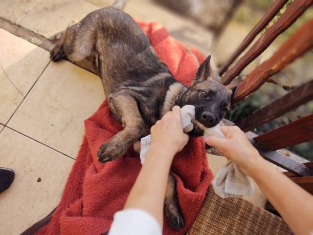 istock German shepherd dog young puppy playing with human hand. 1210263290