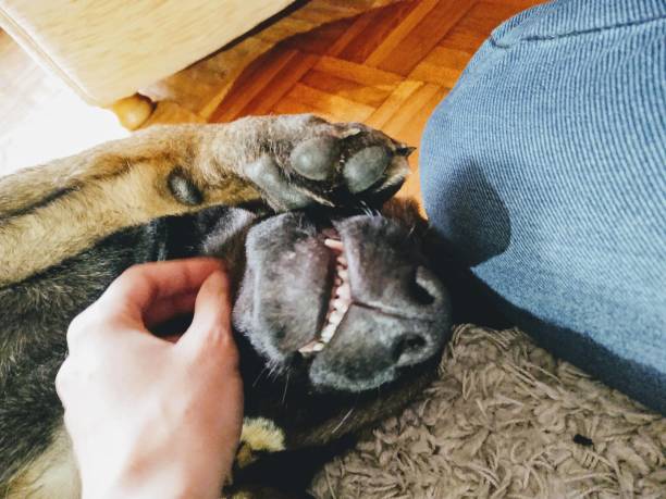 istock German shepherd dog young puppy playing with human hand. 1210263356