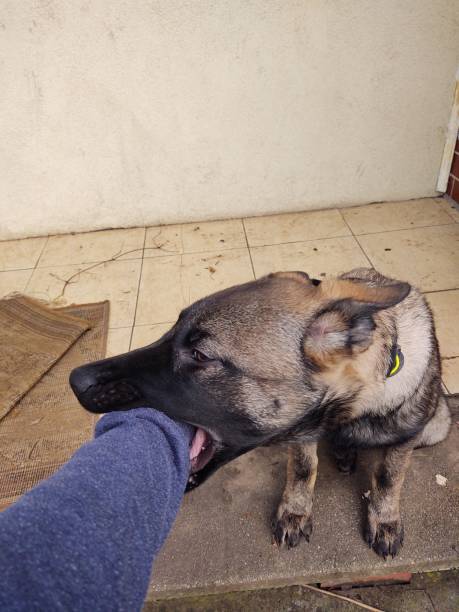 istock German shepherd dog young puppy playing with human hand. 1210263357