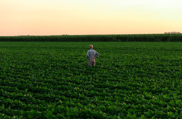 istock Senior farmer standing in soybean field examining crop at sunset. 1210263601
