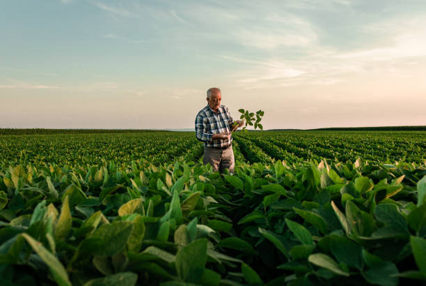 senior farmer, der auf dem sojabohnenfeld steht und die ernte bei sonnenuntergang untersucht. - bauernberuf stock-fotos und bilder