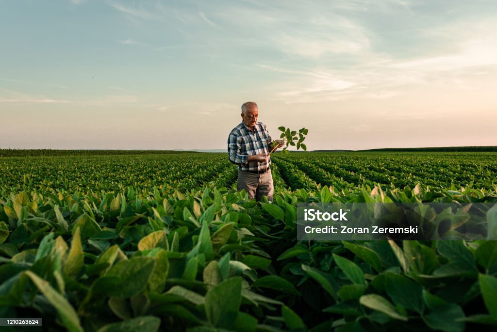 Hogere landbouwer die zich op sojagebied bevindt dat gewas bij zonsondergang onderzoekt. - Royalty-free Boer - Agrarisch beroep Stockfoto