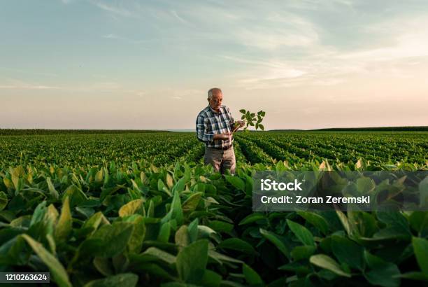 Hogere Landbouwer Die Zich Op Sojagebied Bevindt Dat Gewas Bij Zonsondergang Onderzoekt Stockfoto en meer beelden van Boer - Agrarisch beroep