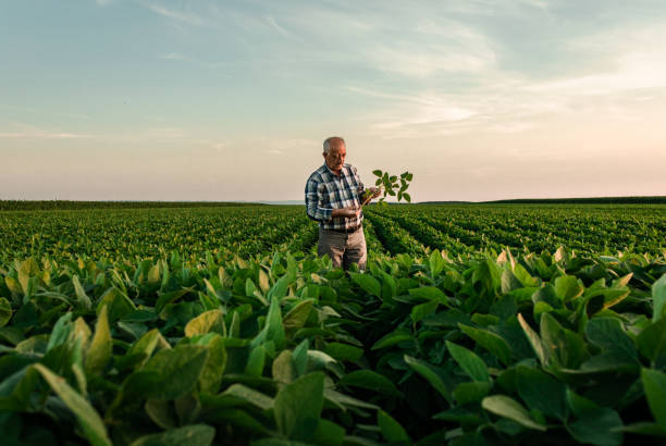 старший фермер, стоящий в соевом поле, изучает урожай на закате. - plant stand стоковые фото и изображения