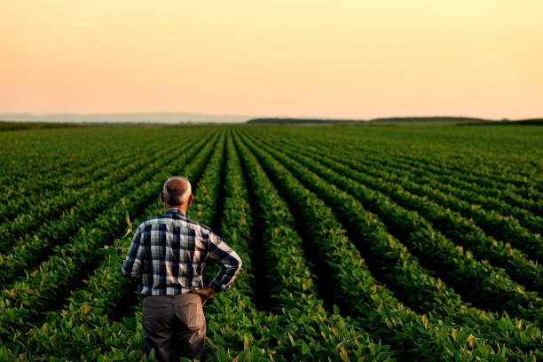 istock Senior farmer standing in soybean field examining crop at sunset. 1210264196
