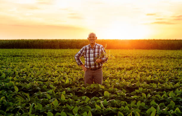 istock Senior farmer standing in soybean field examining crop at sunset. 1210264214