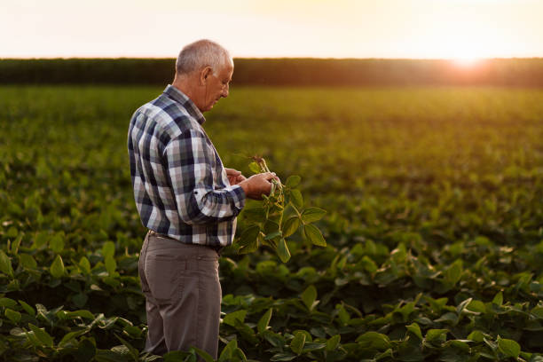 istock Senior farmer standing in soybean field examining crop at sunset. 1210264240