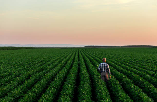 istock Senior farmer standing in soybean field examining crop at sunset. 1210264268