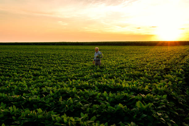 istock Senior farmer standing in soybean field examining crop at sunset. 1210264298