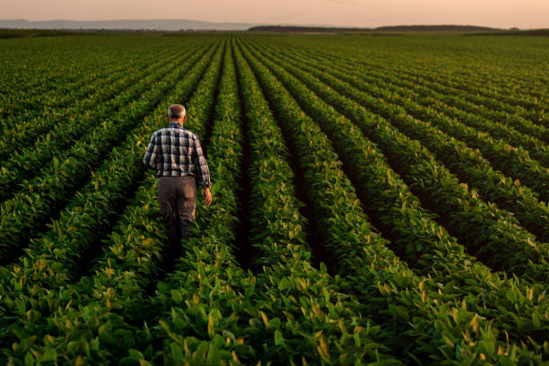 istock Senior farmer standing in soybean field examining crop at sunset. 1210264345