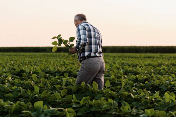 istock Senior farmer standing in soybean field examining crop at sunset. 1210264361