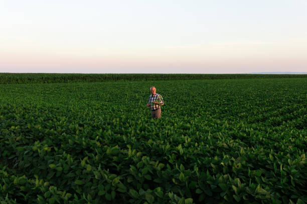 istock Senior farmer standing in soybean field examining crop at sunset. 1210264406