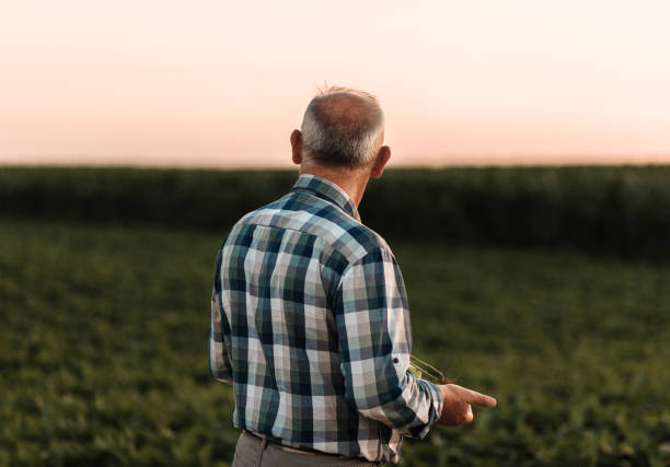 istock Senior farmer standing in soybean field examining crop at sunset. 1210264540