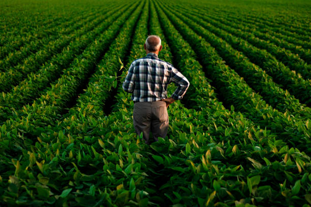 istock Senior farmer standing in soybean field examining crop at sunset. 1210264566