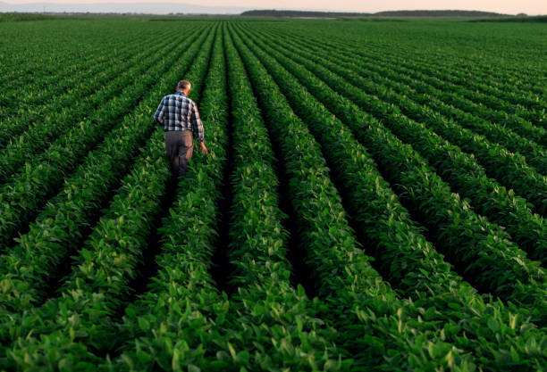 istock Senior farmer standing in soybean field examining crop at sunset. 1210264590