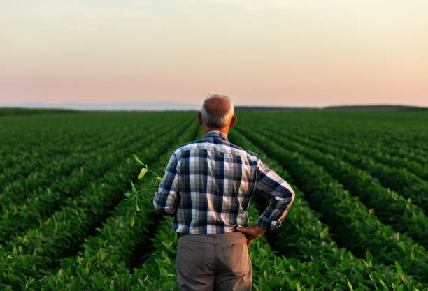 istock Senior farmer standing in soybean field examining crop at sunset. 1210264694
