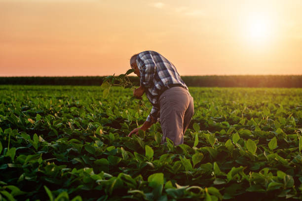 istock Senior farmer standing in soybean field examining crop at sunset. 1210264758