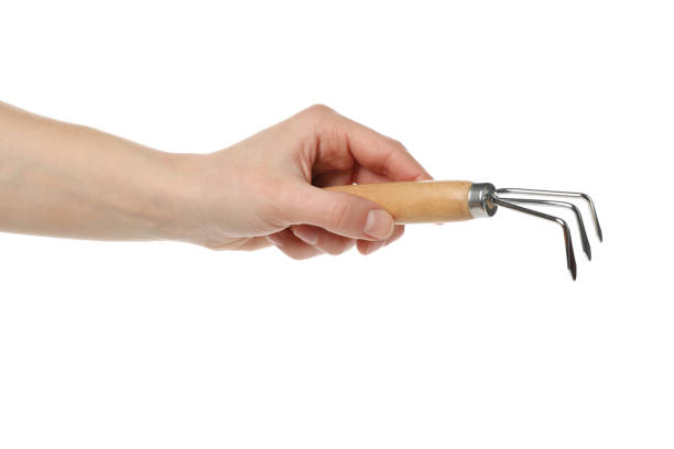 istock Person holds small rake, isolated on white background 1210265399
