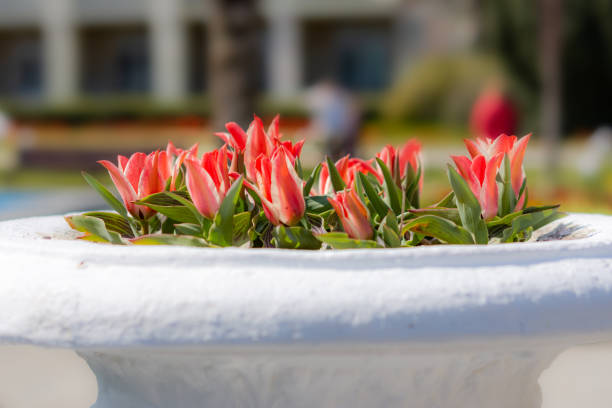 Vibrant pink tulips in bloom in downtown. Pink tulips on the street in a flower bed