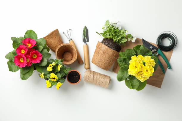 istock Flowers and gardening tools on white background, top view 1210266985