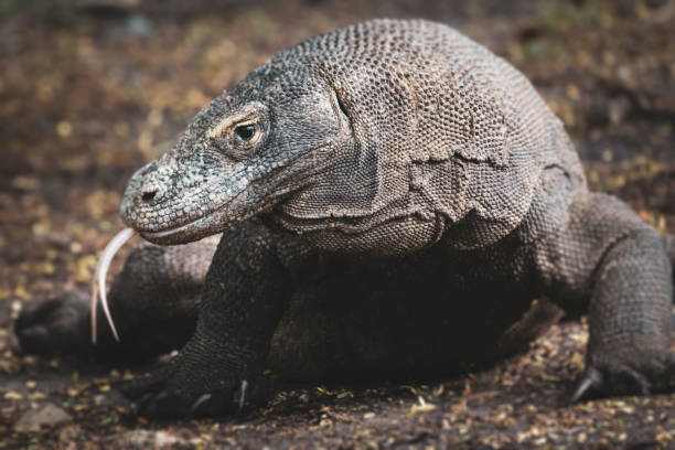 Komodo Dragon Stock Photos, Pictures & Royalty-Free Images - iStock Komodo Dragon Stock Photos, Pictures & Royalty-Free Images - iStock