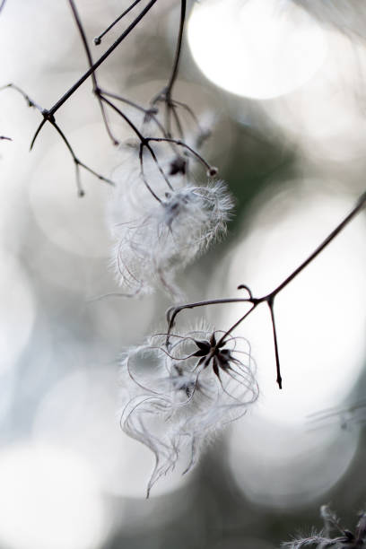 Branches with clematis seed heads