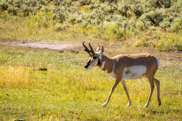 istock Pronghorn antelope at Yellowstone 1210268041