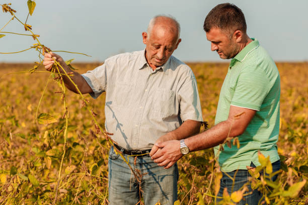 istock Two farmers standing in a field examining soybean crop before harvesting. 1210268046