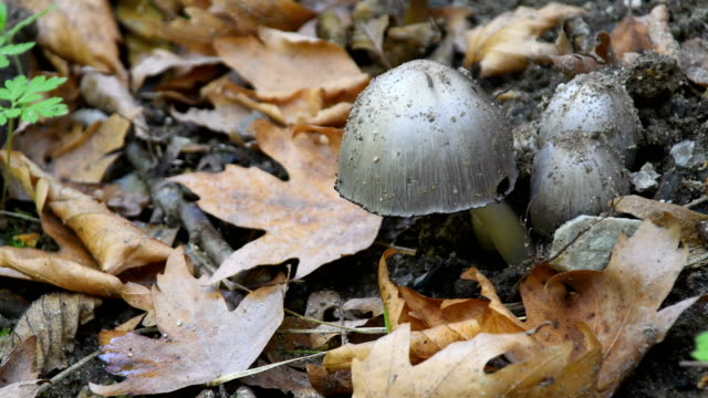 Mushrooms growing on grass lawn 4k stock video