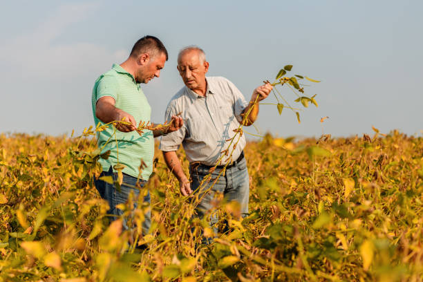 istock Two farmers standing in a field examining soybean crop before harvesting. 1210268151