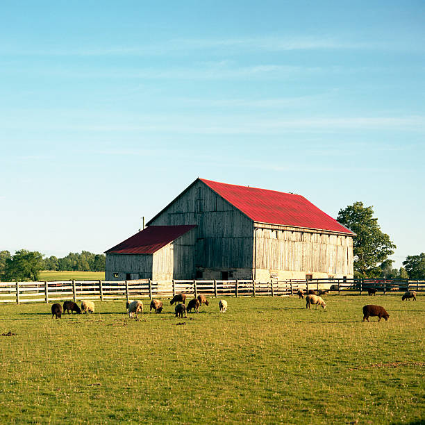 istock Sheep farm and barn in early evening light 121026827