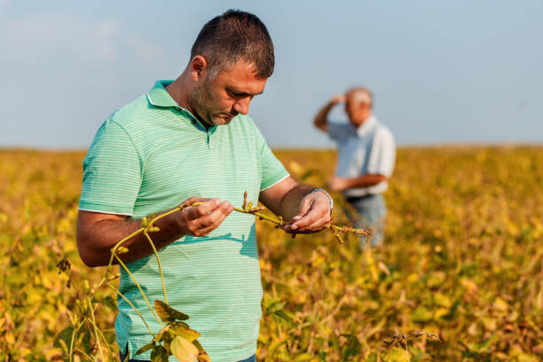 istock Two farmers standing in a field examining soybean crop before harvesting. 1210268274