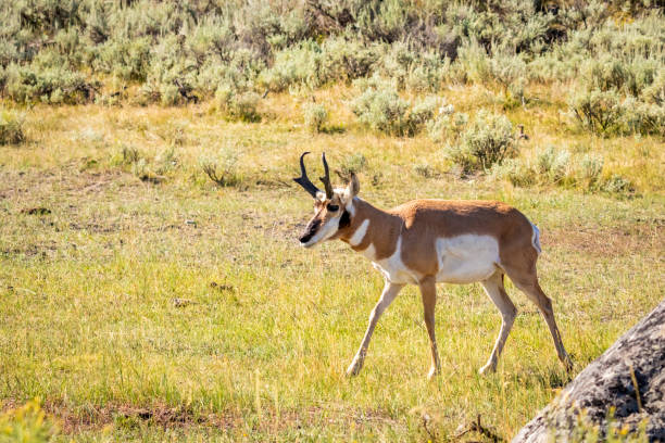 istock Pronghorn antelope at Yellowstone 1210268329